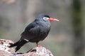 Fantastic Look at a Inca Tern Seabird Royalty Free Stock Photo