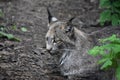 Fantastic Lynx Up Close and Personal in the Wild Royalty Free Stock Photo