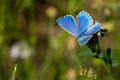 Fantastic macro shot of a beautiful Adonis Blue butterfly on grass foliage with a nature background Royalty Free Stock Photo