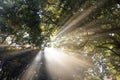 the Fantastic Morning Sunshine / Sun beams streaming through th Royalty Free Stock Photo