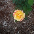 Fantastic natural rose