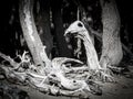 fantastic natural shapes of a tree branches