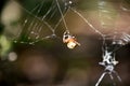 Orb Weaver Spider Weaving a Large Spider Web Royalty Free Stock Photo