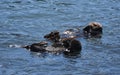 Fantastic Pair of Sea Otters Floating on their Backs