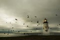 Fantastic picture of the lighthouse on the ocean. A flock of birds and a dramatic sky.