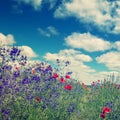 Fantastic picturesque landscape. perfect sky with clouds over the colorful meadow with meny color flowers.