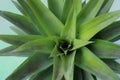 Fantastic Pineapple tree op view isolated on a white background Royalty Free Stock Photo