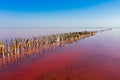 A fantastic pink salt lake with salt crystals on wooden pillars stretching away to the horizon. Shooting from a drone. Royalty Free Stock Photo