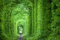 Fantastic Real Tunnel of Love, green trees and the railroad