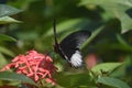 Fantastic Red and Black Swallowtail Butterfly in Lush Garden Royalty Free Stock Photo