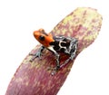 Fantastic red headed poison dart frog