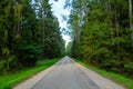 Fantastic road among the green pines of an immense forest