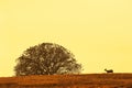 A female Hog deer walking in the grassland at dusk, beautiful shape of branches of tree and sunset sky. Phukhieo Wildlife
