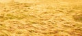 Fantastic scenery of golden grassland on summer dusk, abstract ripple of golden grassy on land Royalty Free Stock Photo