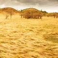 Fantastic scenery of golden grassland on summer dusk, abstract ripple of golden grassy on land Royalty Free Stock Photo