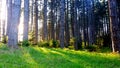 Fantastic scenery of nature. Pure green grass illuminated by the Sun and evergreen tree up close and background.