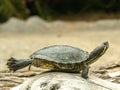 Fantastic sea turtle sunbathing on the stone Royalty Free Stock Photo