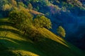 Fantastic shot of oblique oak trees in Zagajica hills in Serbia