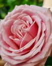 A fantastic soft pink rose flower