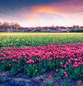 Fantastic spring sunset with fields of blooming tulip flowers. Exciting outdoor scene in Nethrlands, Lisse village location, Europ