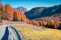 Fantastic sunny view of Dolomite Alps with yellow pine trees Royalty Free Stock Photo