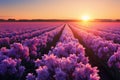A fantastic sunset backdrop for hyacinth fields in full bloom