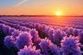 A fantastic sunset backdrop for hyacinth fields in full bloom