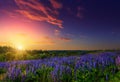 Majestic sunset over field of lupine blue flowers Royalty Free Stock Photo