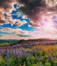 Fantastic sunset over the meadow with flowers lupine and colorful clounds Royalty Free Stock Photo