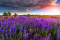 Fantastic sunset over the meadow with flowers lupine and colorful sky Royalty Free Stock Photo