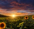 Fantastic sunset. over the sunflower field. dramatic sky glowing of sunlight Royalty Free Stock Photo