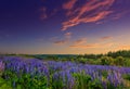 Majestic sunset over field of lupine flowers Royalty Free Stock Photo