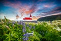 Fantastic sunset view of Vikurkirkja christian church in blooming lupine flowers Royalty Free Stock Photo