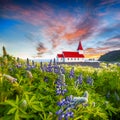 Fantastic sunset view of Vikurkirkja christian church in blooming lupine flowers