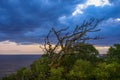 Fantastic surreal landscape with a gnarled twisting branches on the sea sunset background.