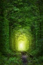 Fantastic Trees - Tunnel of Love with fairy light