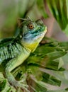 Fantastic tropical macro green iguana eye. Selective focus on eye Royalty Free Stock Photo