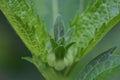 Fantastic Up Close Look at a Budding Plant