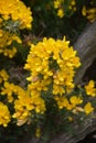 Fantastic Up Close Look at a Flowering Yellow Gorse Bush