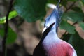 Fantastic Up Close Look at a Goura Bird