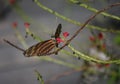Fantastic Up Close Look at a Tiger Striped Longwing Butterfly Royalty Free Stock Photo