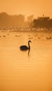 Fantastic vertical panoramic shot of a silhouette of a swan gliding across a mist-covered lake