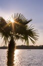 Fantastic view over a lake against the sun, in the foreground a palm tree through whose leaves the sun shines as a sun star with Royalty Free Stock Photo