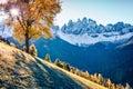 Fantastic view of Santa Maddalena village hills in front of the Geisler or Odle Dolomites Group. Colorful autumn scene of Dolomite Royalty Free Stock Photo