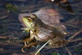 Fantastic View of a Toad in Shallow Water