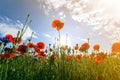 Fantastic view of wonderful poppy field in late may. Gorgeously blooming lit by summer sun red wild flowers against bright blue Royalty Free Stock Photo