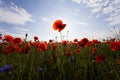 Fantastic view of wonderful poppy field in late may. Gorgeously Royalty Free Stock Photo