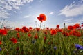 Fantastic view of wonderful poppy field in late may. Gorgeously Royalty Free Stock Photo