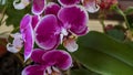 Fantastic violet orchid in pot Royalty Free Stock Photo