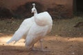 A fantastic white color peacock is nearing premises of a house at my place. This creature is a national bird of india